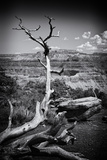 Arbre Mort Dans Le Parc National Du Grand Canyon En Arizona