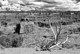 Vue De  Cedar Ridge Dans Le Parc Du Grand Canyon En Arizona II