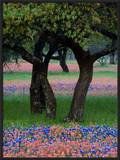 Texas Wildflowers and Dancing Trees  Hill Country  Texas  USA