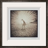 White Peacock