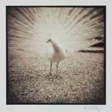 White Peacock