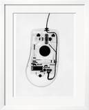 X-Ray of a Computer Mouse