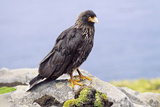 Birds  Striated Caracara or Johnny Rook  Falkland Islands