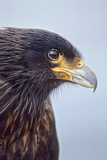 Birds  Striated Caracara or Johnny Rook  Falkland Islands