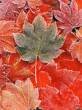 Frozen Autumn Leaves  Close-Up