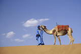 Man Leading Camel on Sand Dunes  Tinfou (Near Zagora)  Morocco  Africa