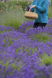 Woman Cutting Bunches  Lavender Festival  Sequim  Washington  USA