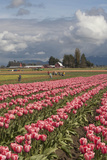 Tulips in Bloom  Annual Skagit Valley Tulip Festival  Mt Vernon  Washington  USA