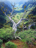 View of Steens Mountain at Little Blitzen River Gorge  Oregon  USA