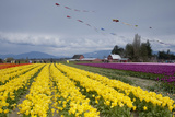 Tulips in Bloom  Annual Skagit Valley Tulip Festival  Mt Vernon  Washington  USA