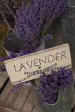 Farm Sign with Dried Lavender for Sale at Lavender Festival  Sequim  Washington  USA