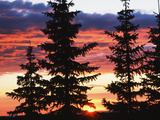 View of Sunrise with Spruce Trees at Medicine Bow National Forest  Wyoming  USA