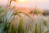 Foxtail Barley Agriculture Near Regent  North Dakota  USA