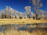 View of Cottonwood Tree in Autumn  Evanston  Wyoming  USA