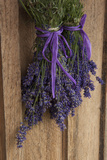 Bunches of Lavender Drying Shed at Lavender Festival  Sequim  Washington  USA
