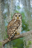 Barred Owl (Strix Varia) in Bald Cypress Forest on Caddo Lake  Texas  USA