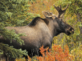 Bull Moose Wildlife  Denali National Park  Alaska  USA