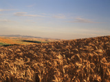 View of Wheat Field  Palouse  Washington State  USA