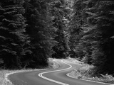 Road Through Forest  Olympic National Park  Washington  USA