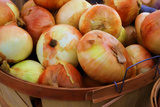 Sweet Onions at a Farmer's in Savannah  Georgia  USA