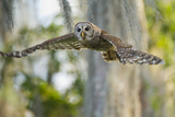 Barred Owl (Strix Varia) in Bald Cypress Forest on Caddo Lake  Texas  USA