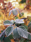 View of Winter Frost on Blackberry Leaf  Stevens Pass  Washington State  USA