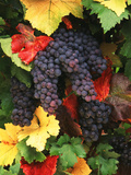 View of Pinot Noir Grape  Willamette Valley  Oregon  USA