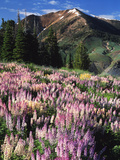 Lupines and Alpine Fir  Snowcapped Mountain  Jarbidge  Jarbidge Wilderness  Nevada  USA