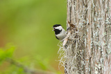 Carolina Chickadee Bird  Adult Male Singing on Territory  May