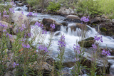 Rock Creek  Pioneer Mountains  Beaverhead-Deer Lodge National Forest  Montana  USA