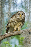 Barred Owl (Strix Varia) in Bald Cypress Forest on Caddo Lake  Texas  USA