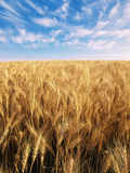 Wheat Field  Oregon  USA