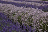 Farm Rows of Lavender in Field at Lavender Festival  Sequim  Washington  USA