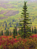 Autumn on the Taiga  Denali National Park  Alaska  USA