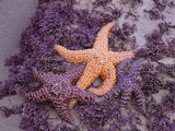 Ochre Sea Stars  Ecola State Park  Oregon  USA