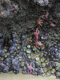 Ochre Sea Stars  Ecola State Park  Oregon  USA