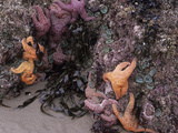 Ochre Sea Stars  Ecola State Park  Oregon  USA