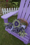 Dried Lavender on Purple Chair at Lavender Festival  Sequim  Washington  USA