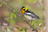 Blackburnian Warbler Bird Adult Male Foraging for Insects in Lantana Garden