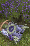 Wrapped Bouquets of Dried Lavender at Lavender Festival  Sequim  Washington  USA