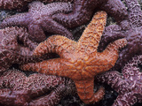 Ochre Sea Stars  Ecola State Park  Oregon  USA