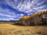 Autumn Aspens and Old Barn  Big Snowy Mountains  Judith Gap  Montana  USA