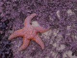 Ochre Sea Stars  Ecola State Park  Oregon  USA