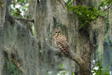 Barred Owl (Strix Varia) in Bald Cypress Forest on Caddo Lake  Texas  USA