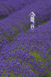 Farm Birdhouse with Rows of Lavender at Lavender Festival  Sequim  Washington  USA