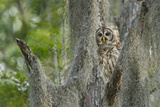 Barred Owl (Strix Varia) in Bald Cypress Forest on Caddo Lake  Texas  USA