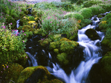 View of Waterfall in Forest  Oregon  USA