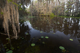 Texas's Largest Natural Lake  Caddo Lake  Texas  USA