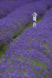 Farm Birdhouse with Rows of Lavender at Lavender Festival  Sequim  Washington  USA