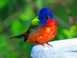 Perplexed Painted Bunting (Male) Bird  Immokalee  Florida  USA